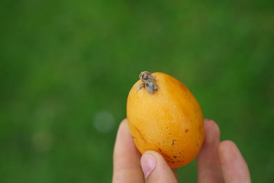 Close-up of hand holding apple