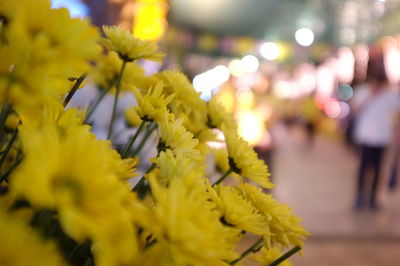 Close-up of yellow flowering plant