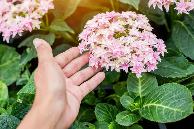 Close-up of hand holding pink flowering plant