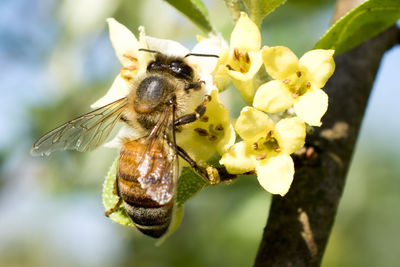 Close-up of insect on flower