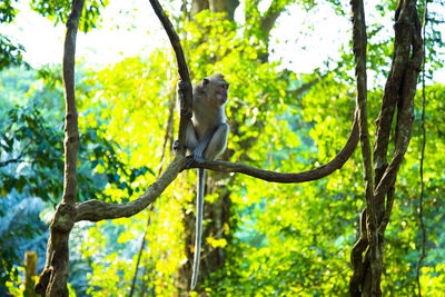 Low angle view of bird perching on tree in forest