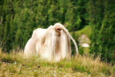 Close-up of horse on field