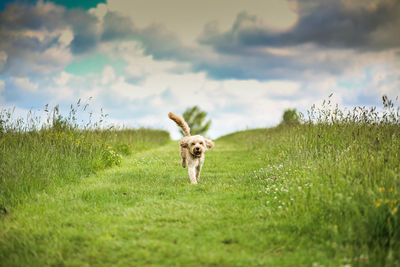 Dog on field against sky