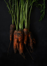 Carrot on black background