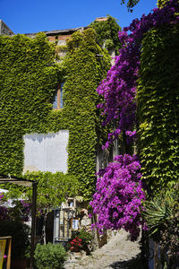 Purple flowering plants in garden against building