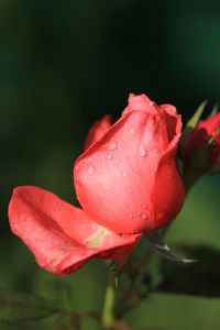 Close-up of wet red flower