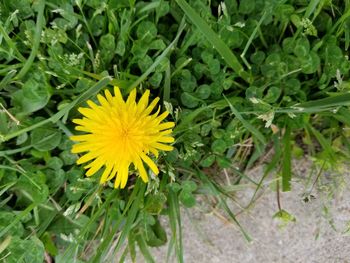 Close-up of yellow flowering plant