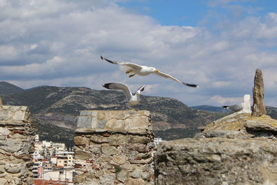 Seagull flying over rocks against sky