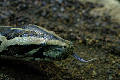 Close-up of turtle in water