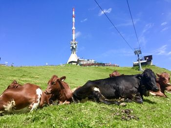 Cows on field against sky