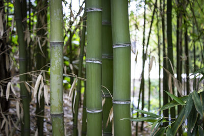 Close-up of bamboo trees in forest