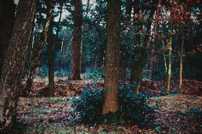 Trees in forest during autumn