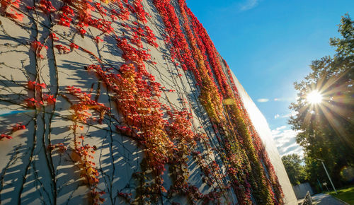 Low angle view of autumn leaves against sky