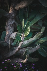 High angle view of plant