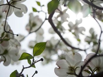 Low angle view of leaves on tree