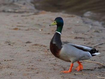 Close-up of bird