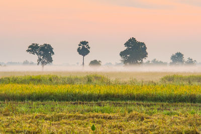 Scenic view of field against sky