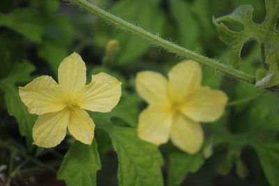 Close-up of yellow flowering plant
