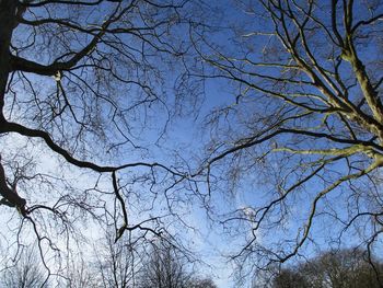 Low angle view of bare trees against blue sky