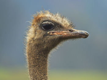 Close-up of a bird looking away against sky