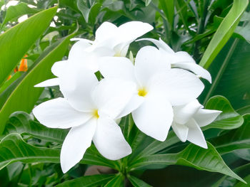 Close-up of white flowers blooming outdoors