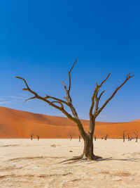 Dead trees on sand against blue sky