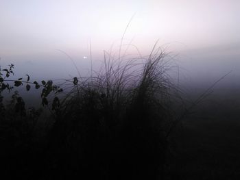 Silhouette plants against sky during sunset