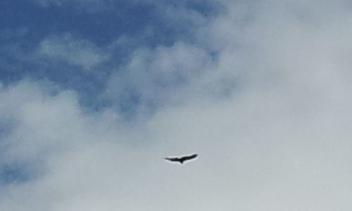 Low angle view of birds flying in sky