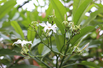 Close-up of white flowering plant