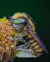 Close-up of bee on flower