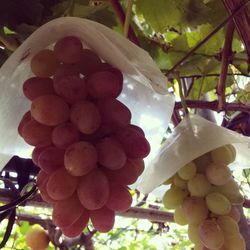Low angle view of grapes