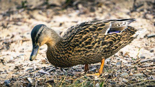 Close-up of mallard duck