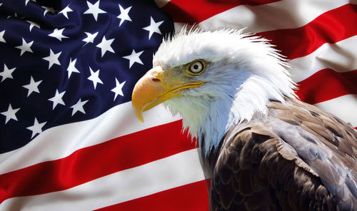 Close-up of bald eagle against american flag