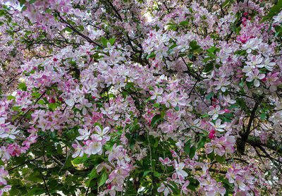 Pink flowers growing on tree