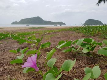 Close-up of plants on beach against sky
