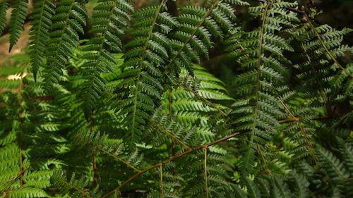 Ferns that grow in tropical forests. usually found in humid and fertile forest areas