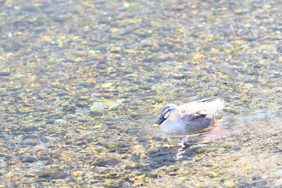 High angle view of duck swimming in water