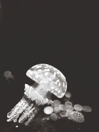 Close-up of jellyfish against black background