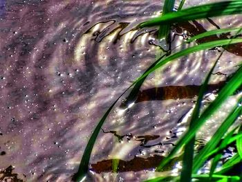 Close-up of plant in water