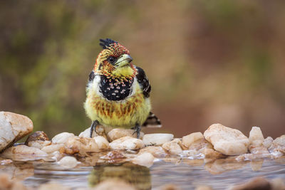 Close-up of bird perching