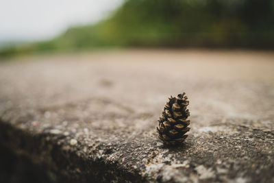 Close-up of shell on sand