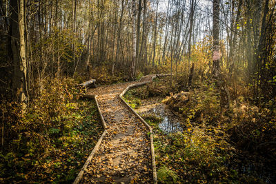 Plants growing by stream in forest