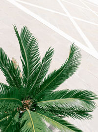 High angle view of palm tree leaves