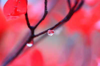 Close-up of water drops on flower