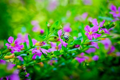 Close-up of insect on flowers