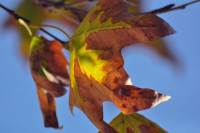 Close-up of maple leaves against blue sky