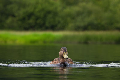 Duck swimming in a lake