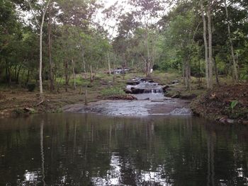 Scenic view of lake in forest