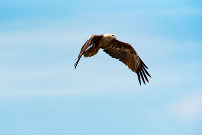 Low angle view of eagle flying against clear sky