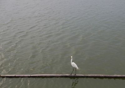 Bird perching on a lake